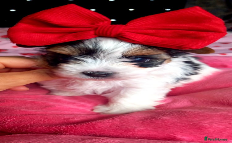 Biewer Terrier dogs - Advert 5