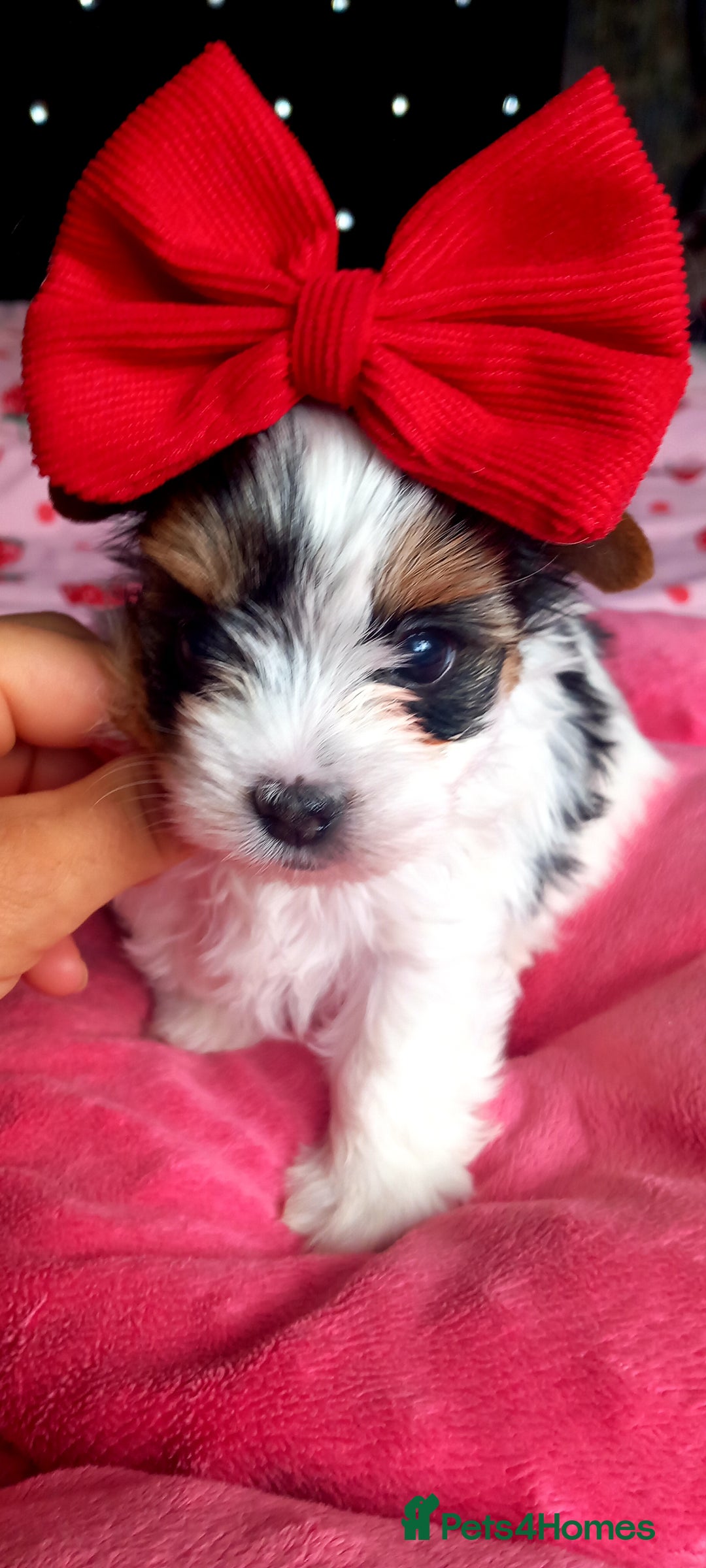 Biewer Terrier dogs for sale: Beautiful unique MINI biewer terrier 1 girl left - Image 1