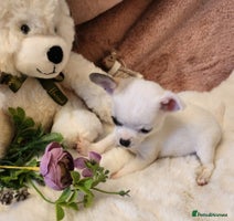 Chihuahua dogs - Advert 7