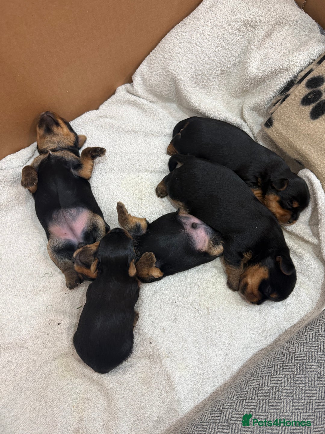 Yorkshire Terrier dogs for sale: YORKSHIRE TERRIER PUPPIES  - Advert 11