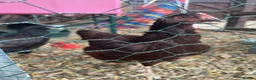 Chickens poultry for sale: Pure breed point of lay hens £50 for all 3 in Swindon - Advert 2