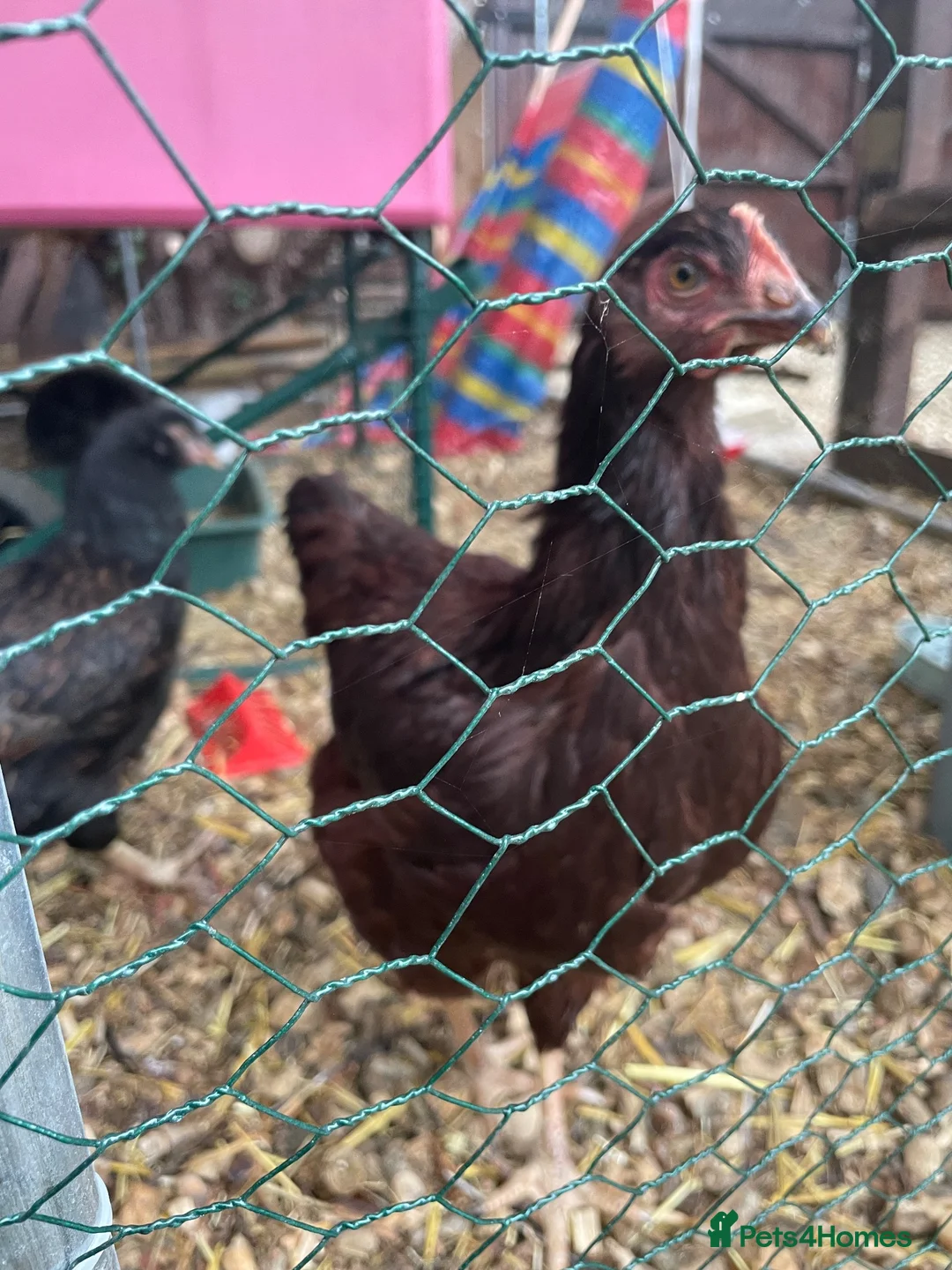 Chickens poultry for sale: Pure breed point of lay hens £50 for all 3 in Swindon - Advert 2
