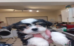 Mixed Breed dogs for sale: Ready to collect  - Advert 17