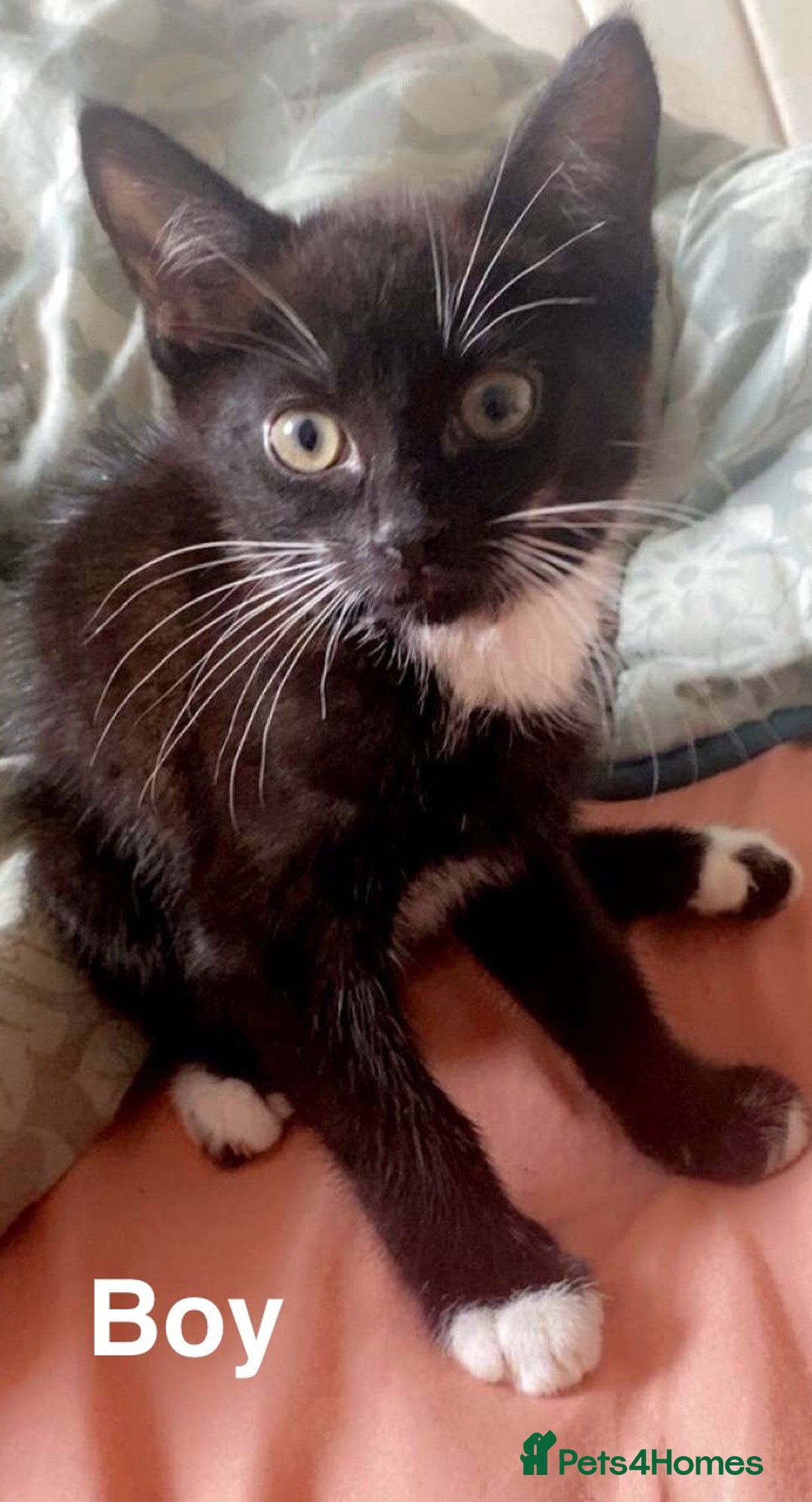 Mixed Breed cats for sale: 12 Week Old kittens - Image 2