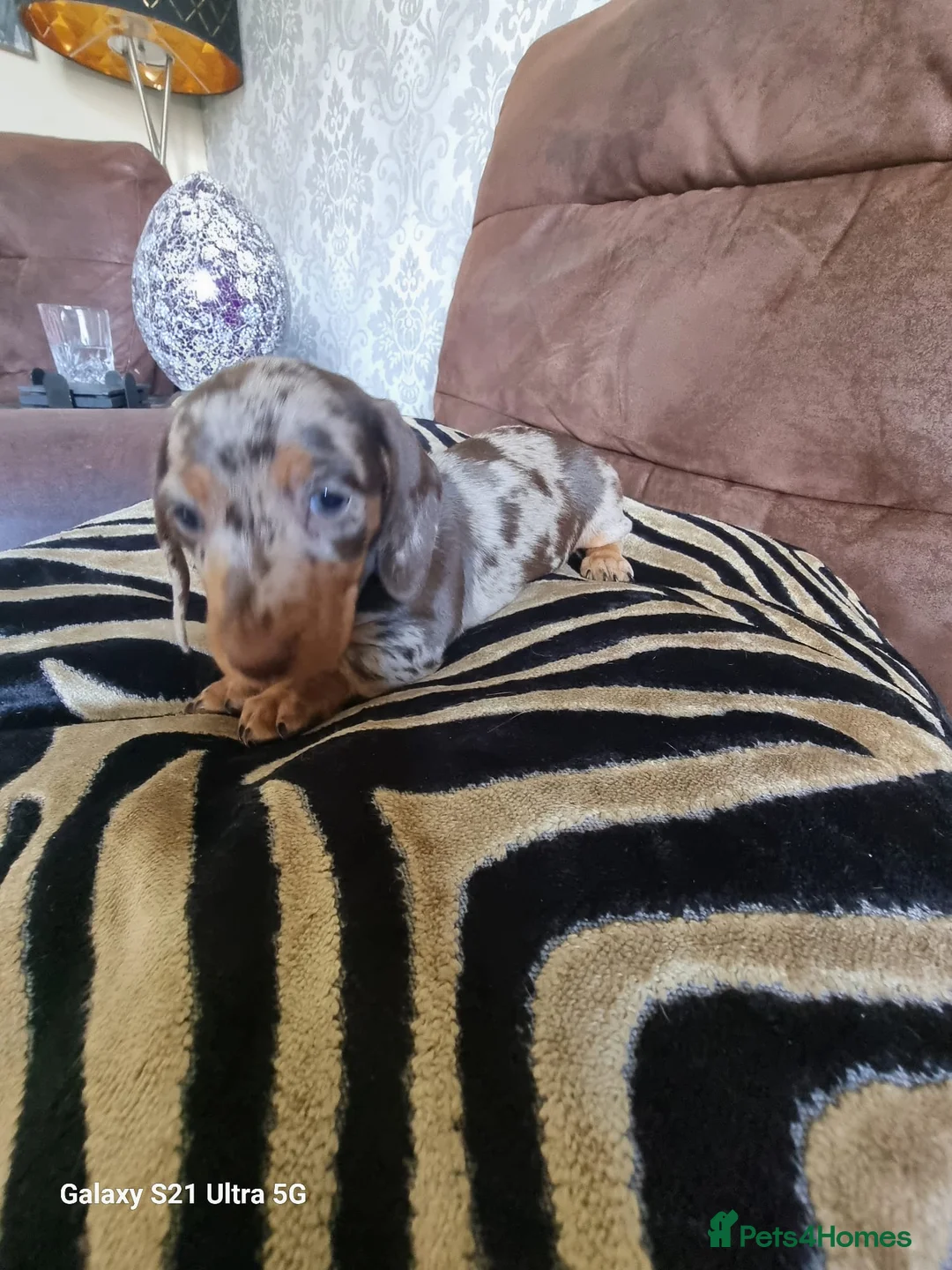 Miniature Dachshund dogs for sale: Miniature dachshund  - Advert 27