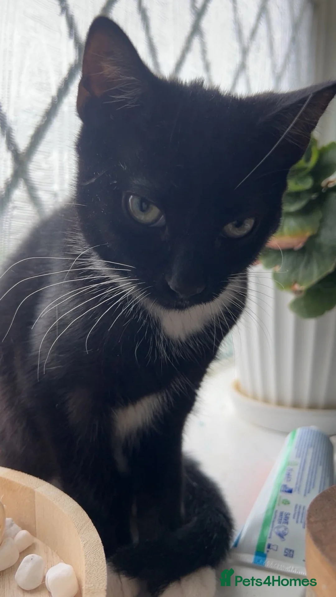 Mixed Breed cats for sale: Two kittens for sale  - Advert 2