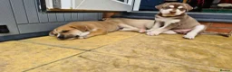 Mixed Breed dogs for sale: Husky x Staffy/Mastiff  - Advert 10
