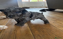 Cavapoo dogs for sale: 💕🐾 Tiny Paws, Big Heart 🐾💕Toy Cavapoo  - Image 3