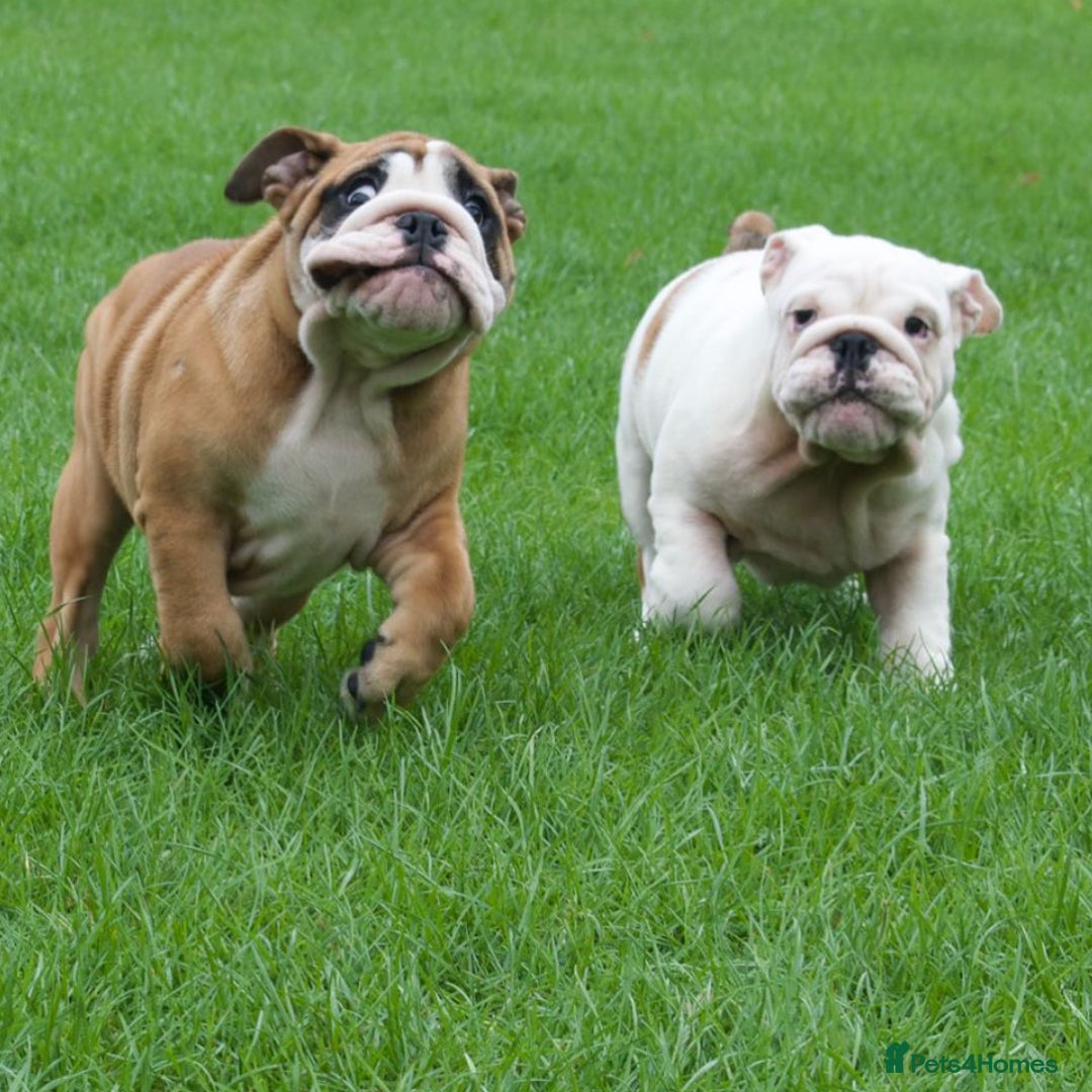 English Bulldog dogs for sale: Kc reg  1 White & Red boy only fully vaccinated  - Image 23