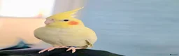 Cockatiels birds for sale: One Yr old female cockatiel  - Advert 3
