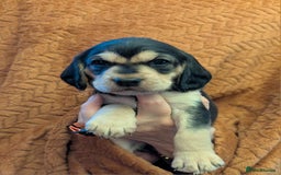 Cockerdor dogs for sale: Stunning Tri-coloured Cockerdors - Image 5