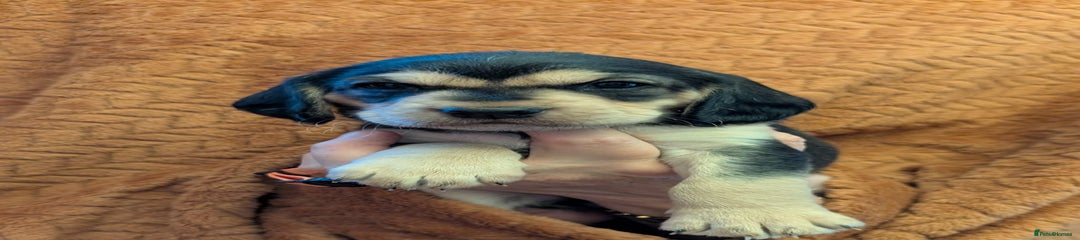 Cockerdor Puppy 5