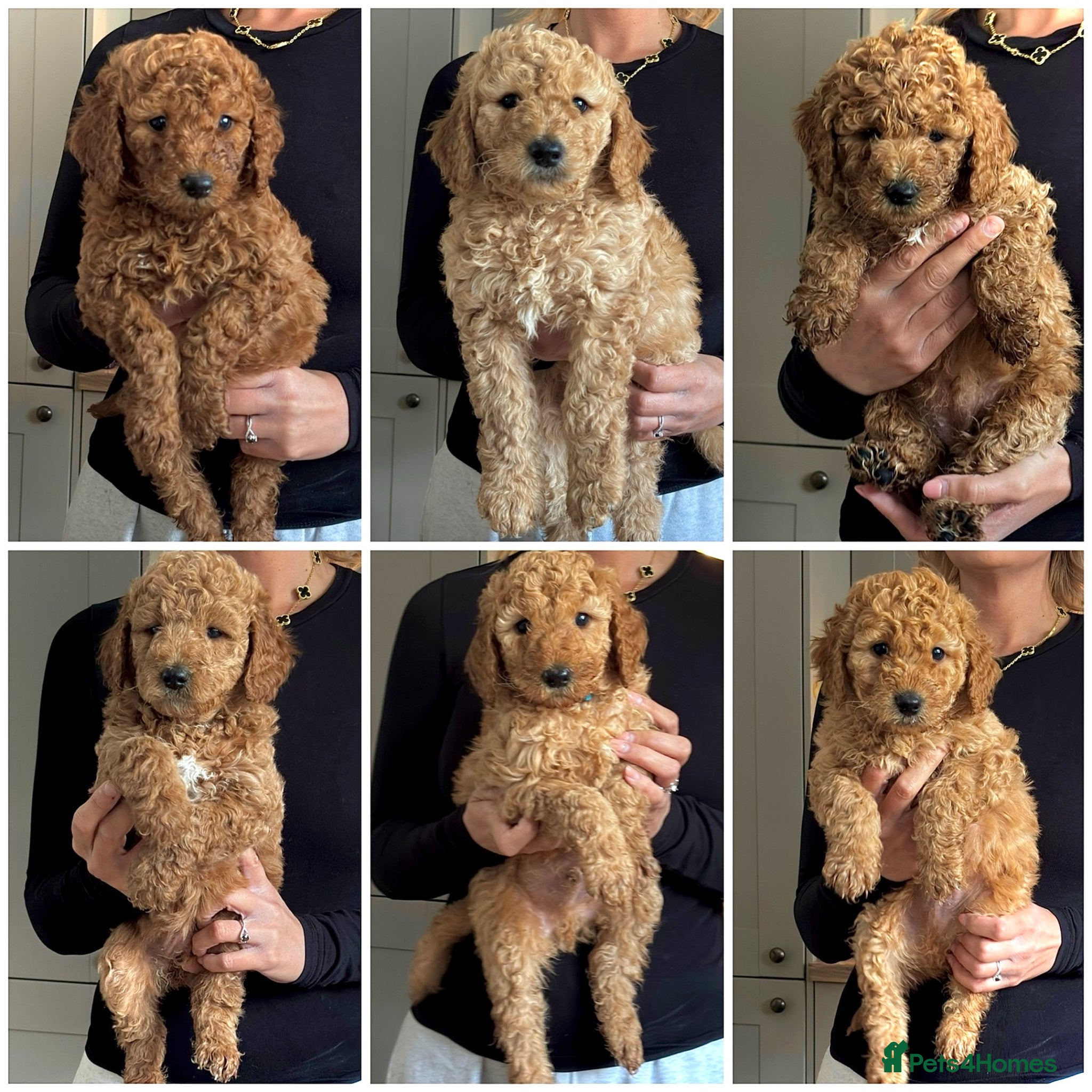Goldendoodle dogs Stunning F1B Goldendoodles. Health tested DNA - Advert 1