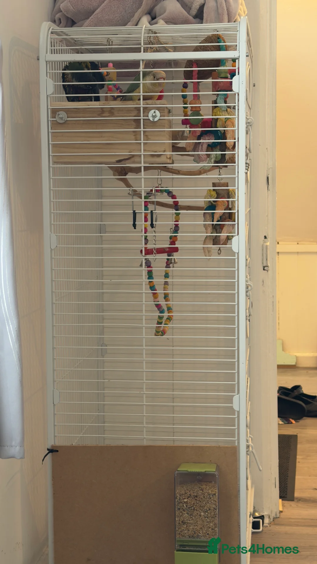 Parrots birds for sale: 2 talking baby parrots in South Ockendon - Advert 3