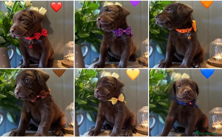 Labrador Retriever dogs in Carlisle - Advert 11