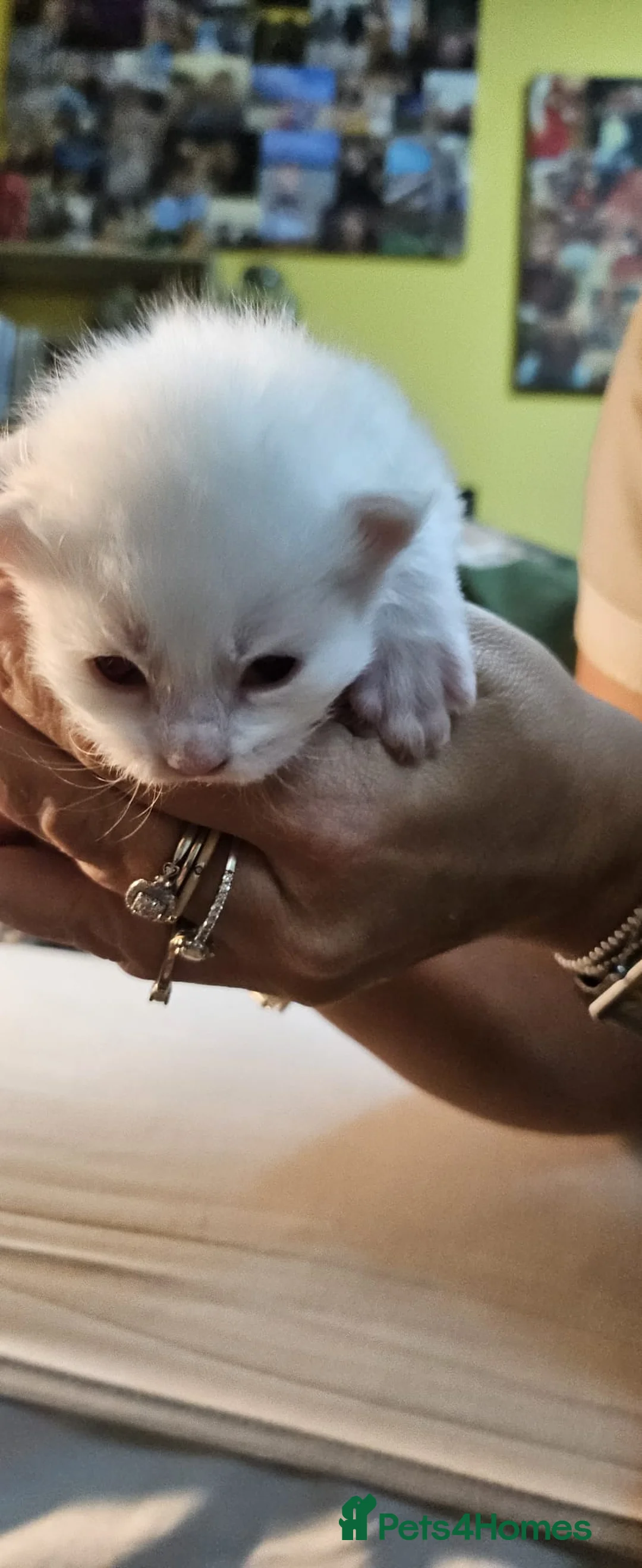 Maine Coon cats for sale: Maine Coon kittens - Advert 6