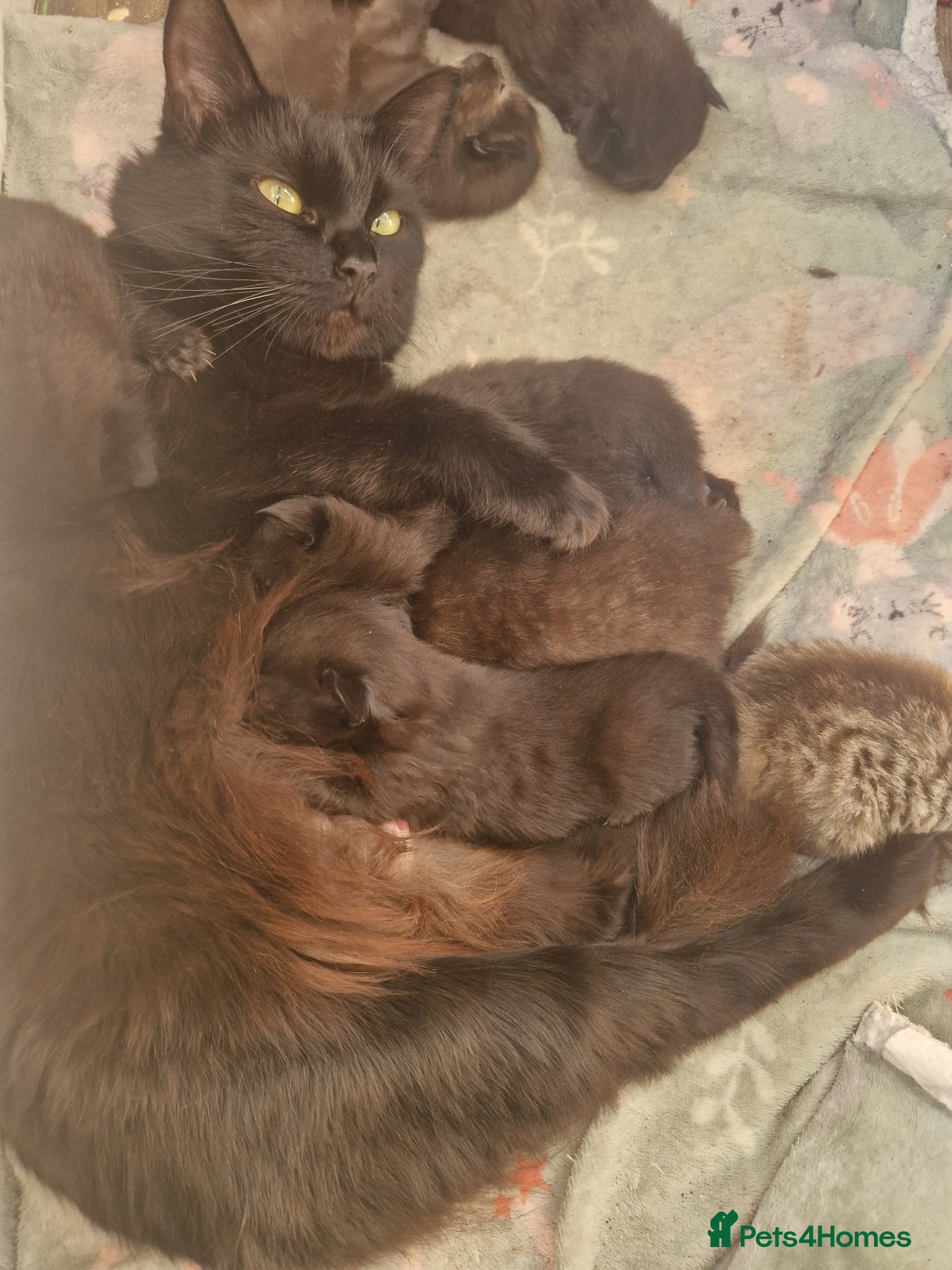 Mixed Breed cats Ragdoll x Main Coon Cross Kittens  - Advert 1