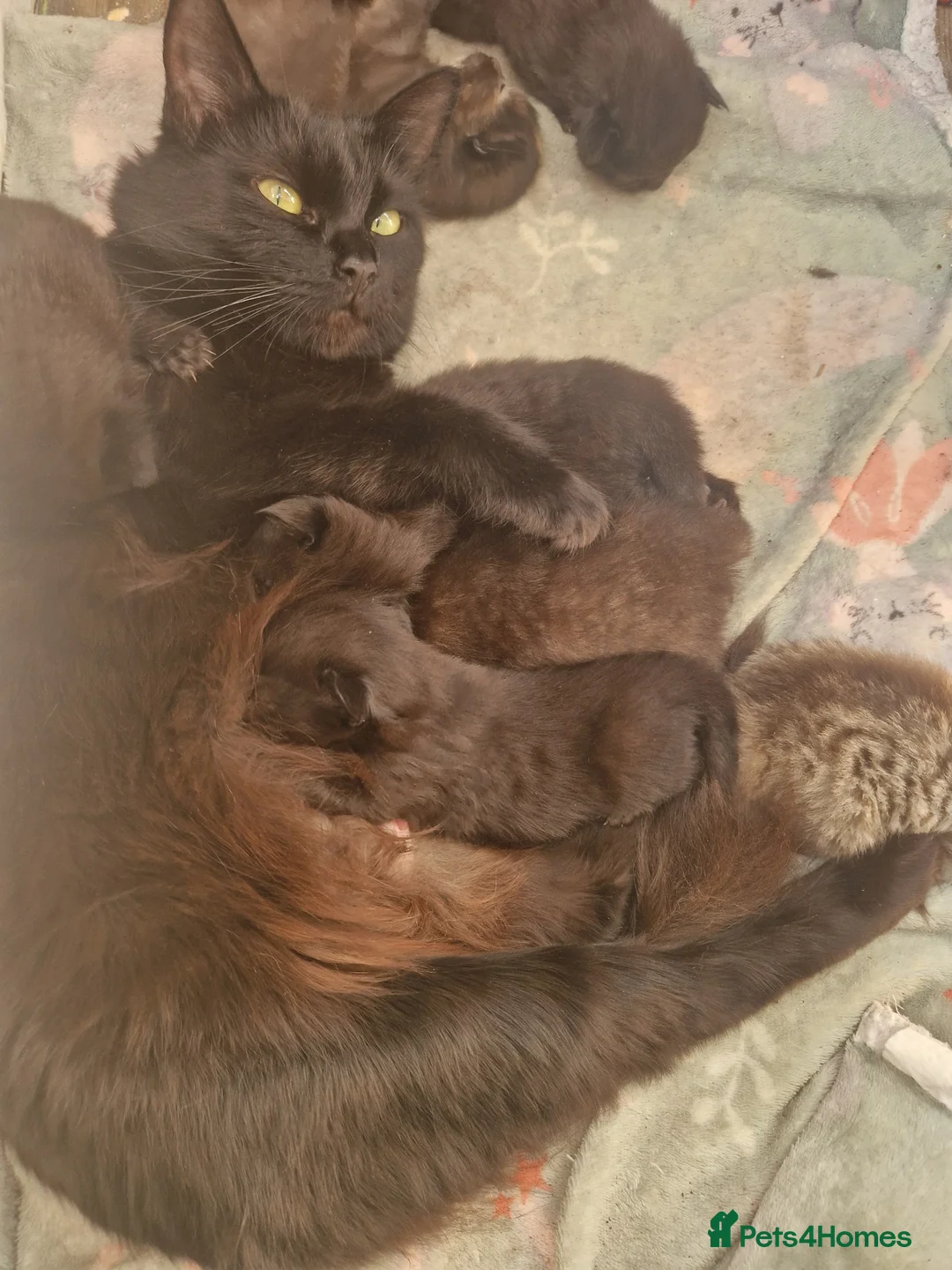 Mixed Breed cats for sale: Ragdoll x Main Coon Cross Kittens  in Wakefield - Advert 1