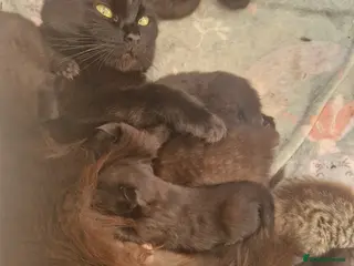 Mixed Breed cats Ragdoll x Main Coon Cross Kittens - Advert 1