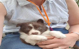 Border Collie dogs for sale: Beautiful farmhome bred Red and white Collies - Image 15