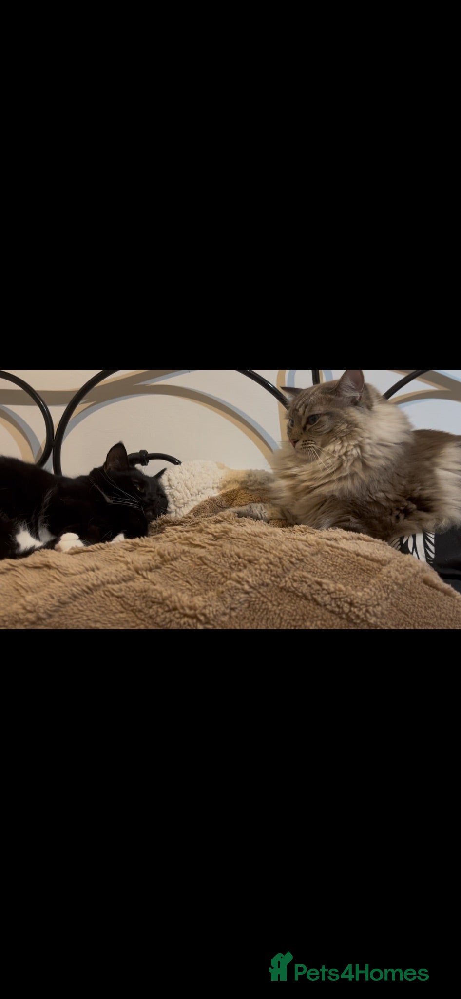 Mixed Breed cats For adoption  - Advert 2