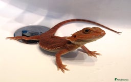 Bearded Dragon reptiles for sale: Red Hypo Trans Bearded Dragon  - Image 6