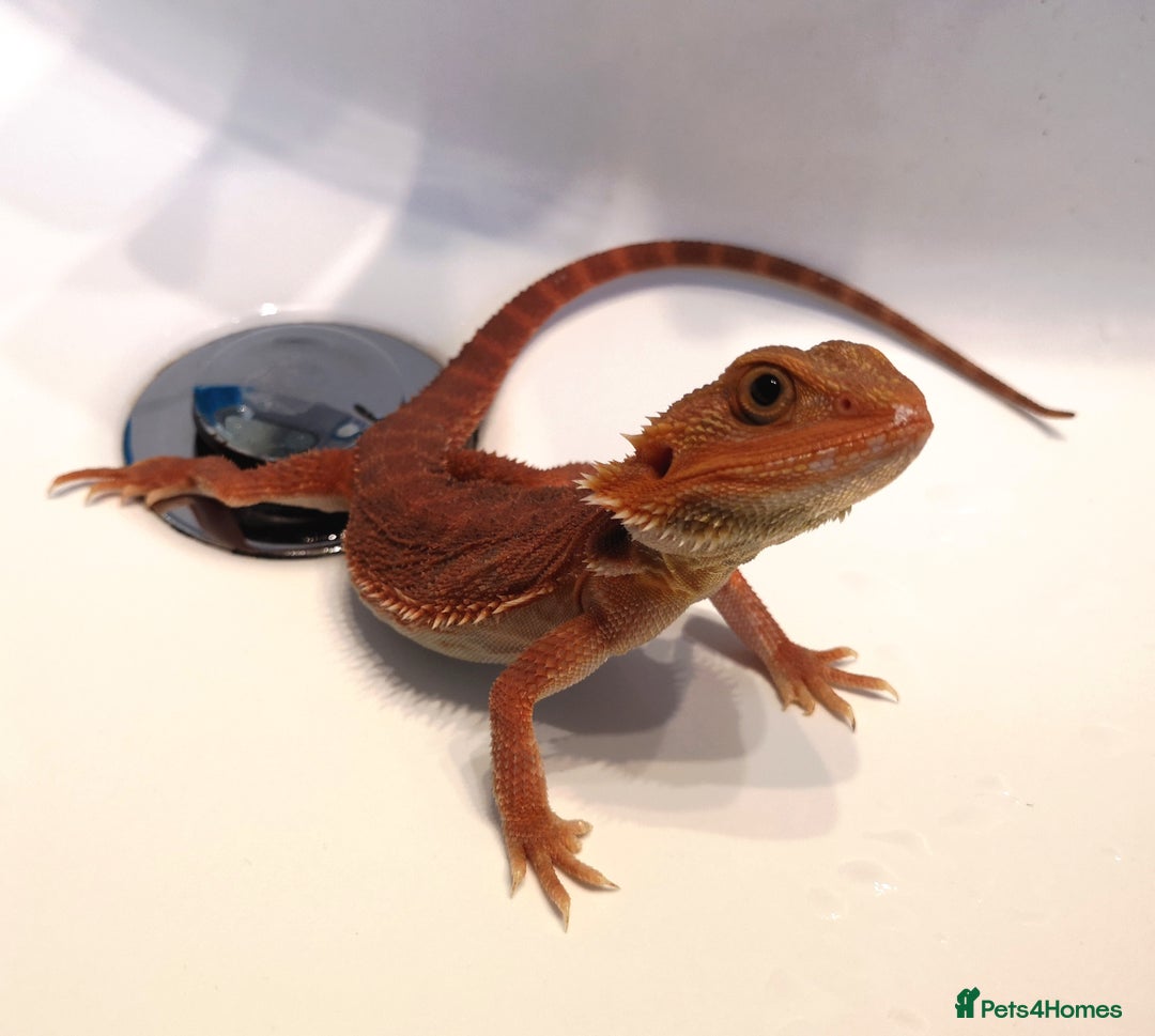 Bearded Dragon reptiles for sale: Red Hypo Trans Bearded Dragon  - Image 6
