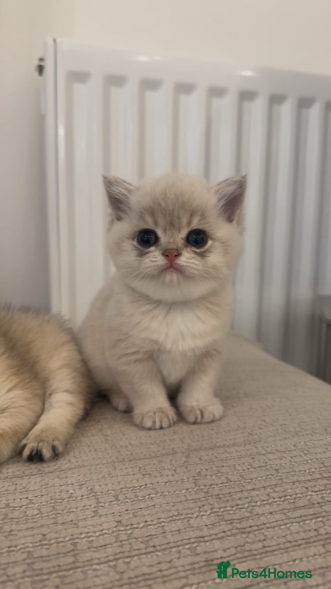 British Shorthair cats Rare Blue Golden British Shorthair Boy 💙 TICA Reg - Advert 1