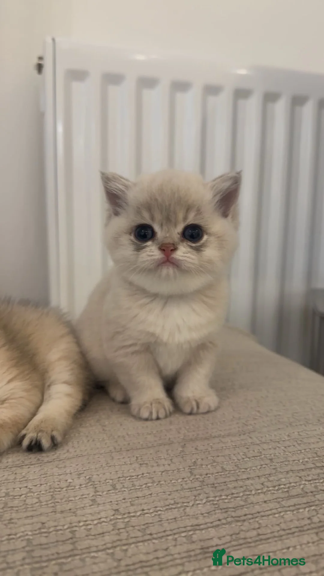 British Shorthair cats for sale: Rare Blue Golden British Shorthair Boy 💙 TICA Reg - Advert 1