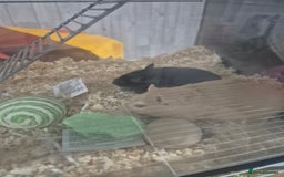 Gerbil rodents for sale: Gerbils for sale - Image 5