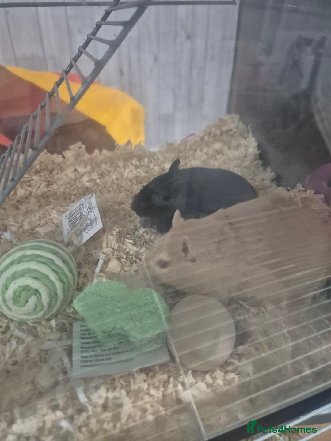 Gerbil rodents for sale: Gerbils for sale - Image 5