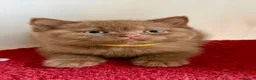 British Shorthair cats for sale: BSH show quality cinnamon kittens  - Advert 12
