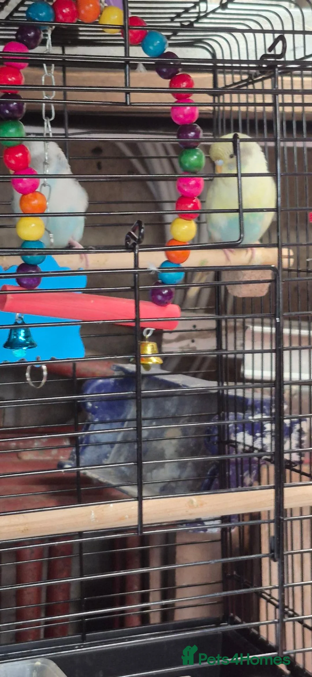 Budgerigars birds for sale: Two budgies and cage  in Blackpool - Advert 2