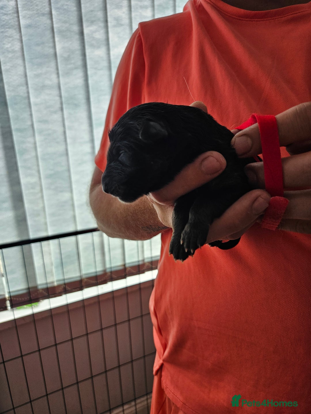 German Shepherd dogs for sale: German shepherd  - Image 7