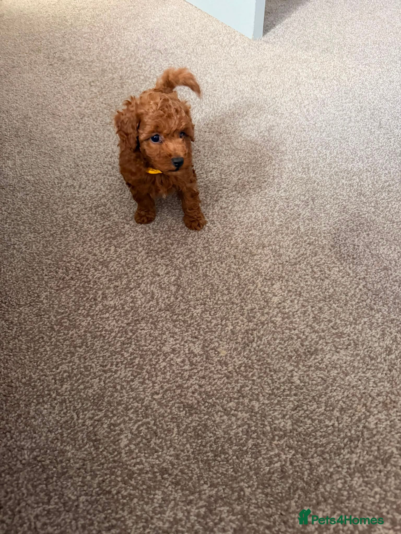 Toy Poodle dogs DNA health clear parents, deep red toy poodles 🥰 - Advert 2