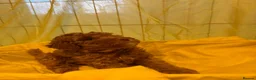 Toy Poodle dogs for sale: Beautiful toy poodle puppies  - Advert 22