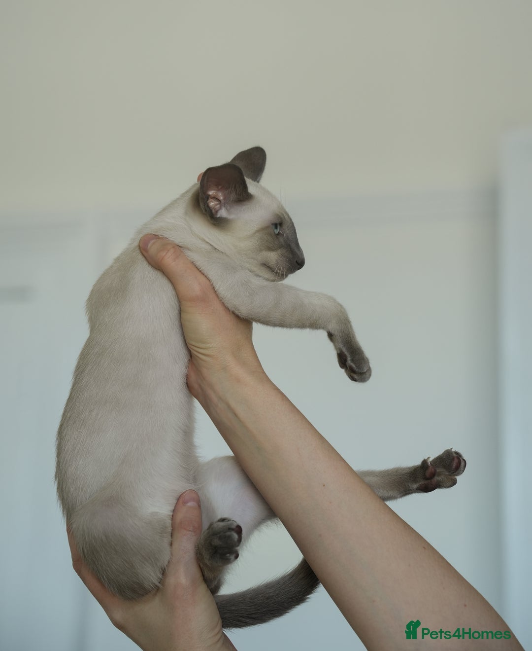 Oriental cats for sale: Stunning beautiful Oriental kitten BOY - Image 5