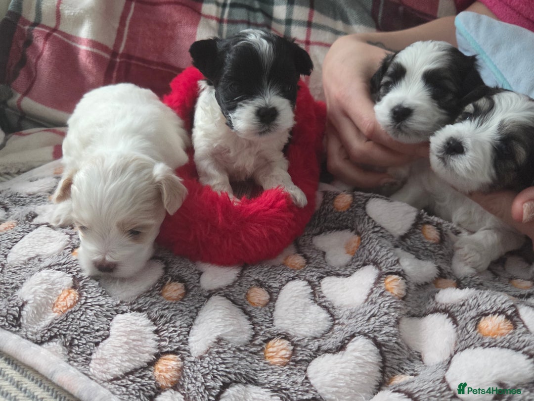 Maltese dogs for sale: 3 boys 1 girl x maltese puppies - Advert 4