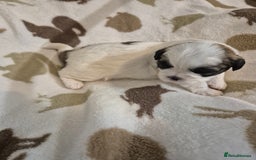 Shih Tzu dogs for sale: Beautiful Shih-tzu's - Image 13