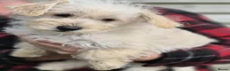 Westiepoo dogs for sale: Westiepoo puppies  in Launceston - Advert 12