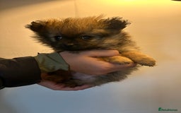 Pomeranian dogs for sale: Full Pomerianians X Small Breed - Image 9