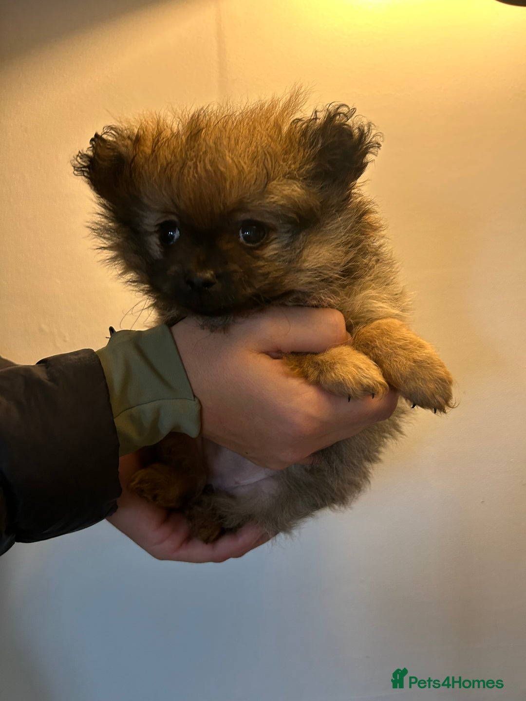 Pomeranian dogs for sale: Full Pomerianians X Small Breed - Image 9