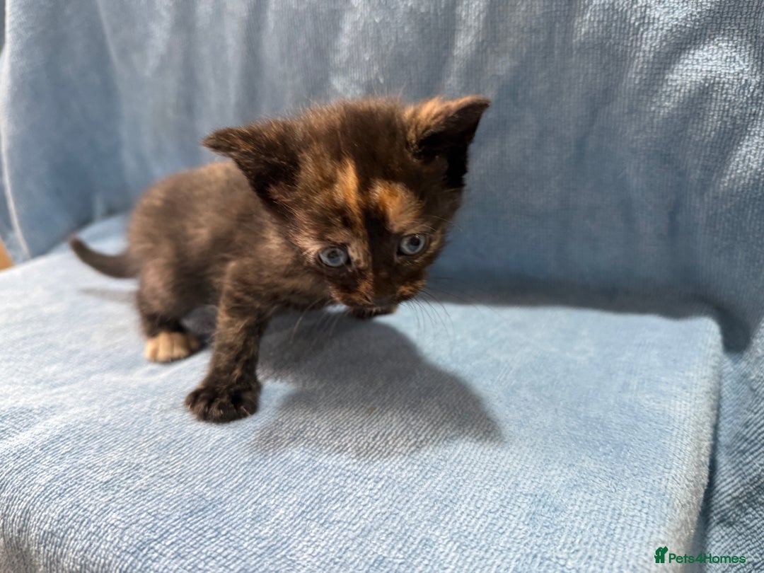 Mixed Breed cats for sale: Mix breed kittens for sale - Image 9