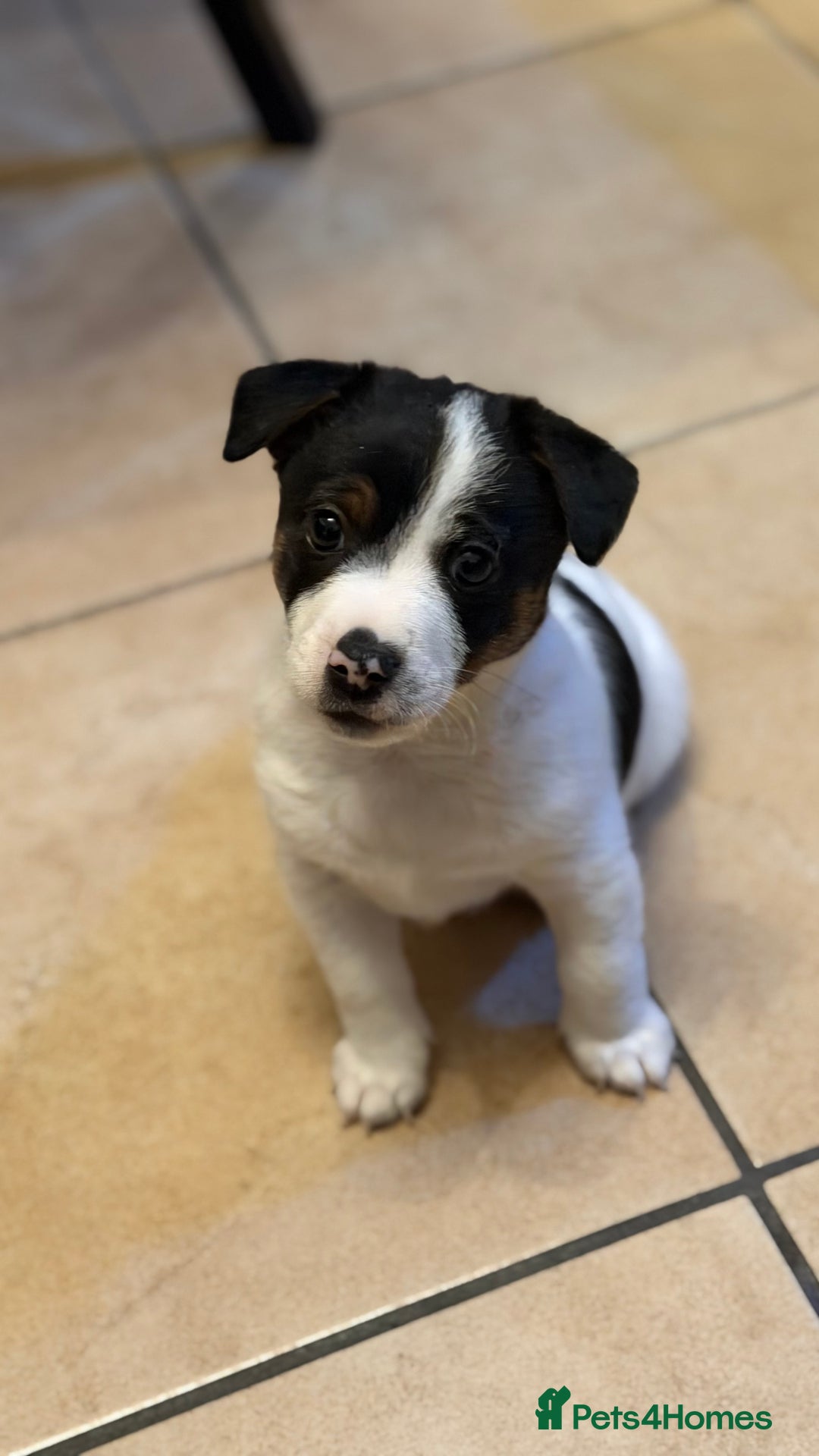 Jack Russell dogs for sale: Male Jack Russell  - Advert 2