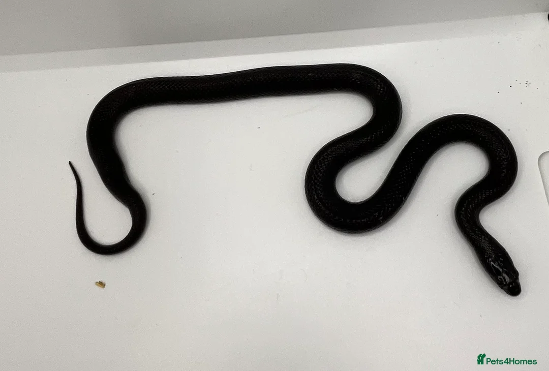 King Snake reptiles for sale: Mexican Black king snake - Advert 4
