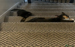Mixed Breed cats for sale: Our lonely last little boy  - Image 5
