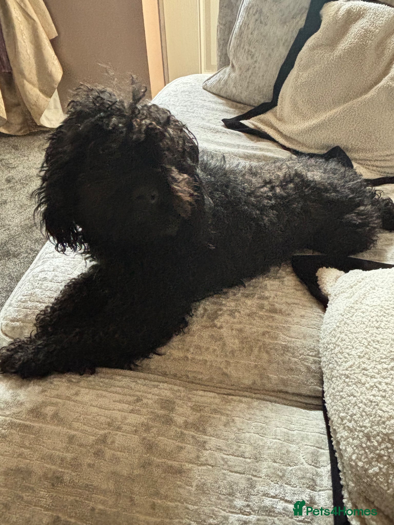 Miniature Poodle dogs Female poodle 🐩 - Advert 1
