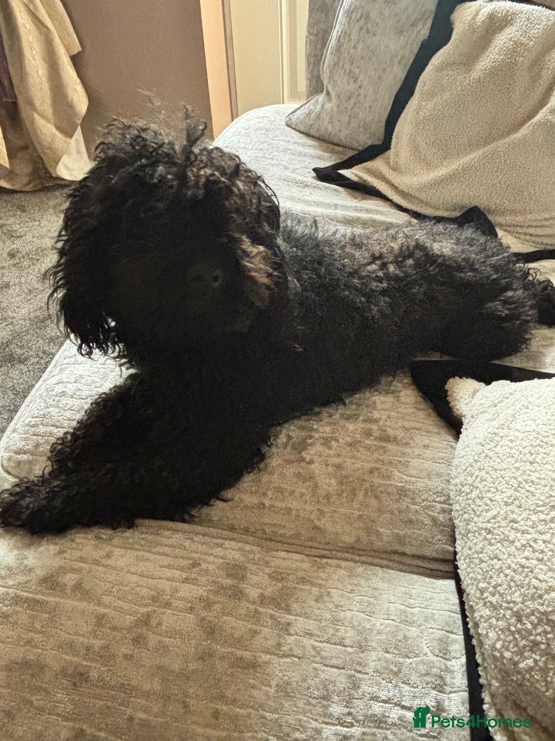 Miniature Poodle dogs for sale: Female poodle 🐩 - Advert 1