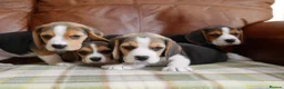Beagle dogs for sale: Quality Health Tested Beagle Puppies - Advert 11