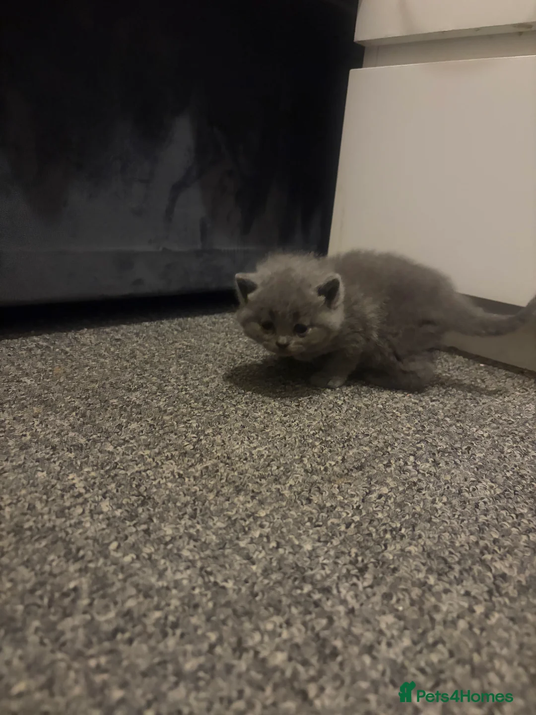 British Shorthair cats for sale: 5 Blue British shorthair kittens  - Advert 3